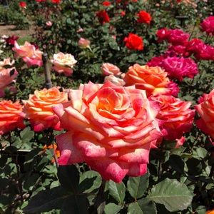 Meet your Posher, Jenny